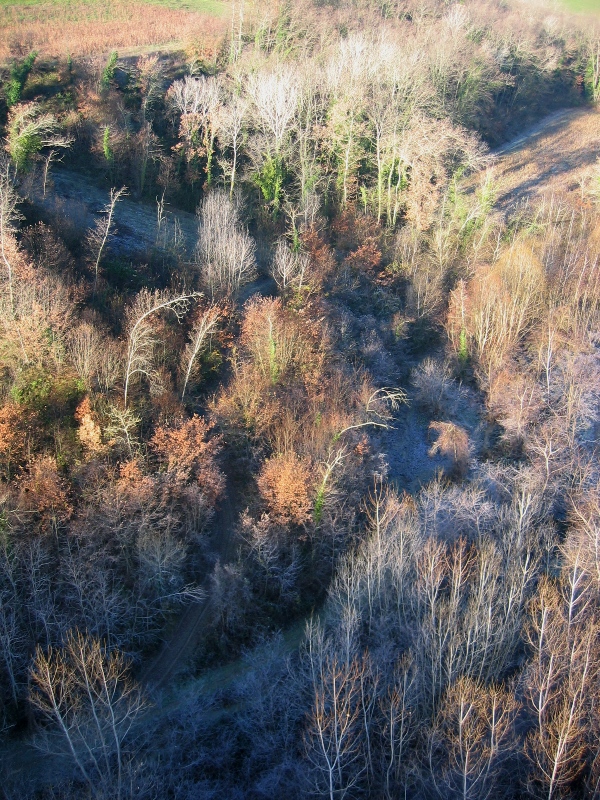 frosty woods