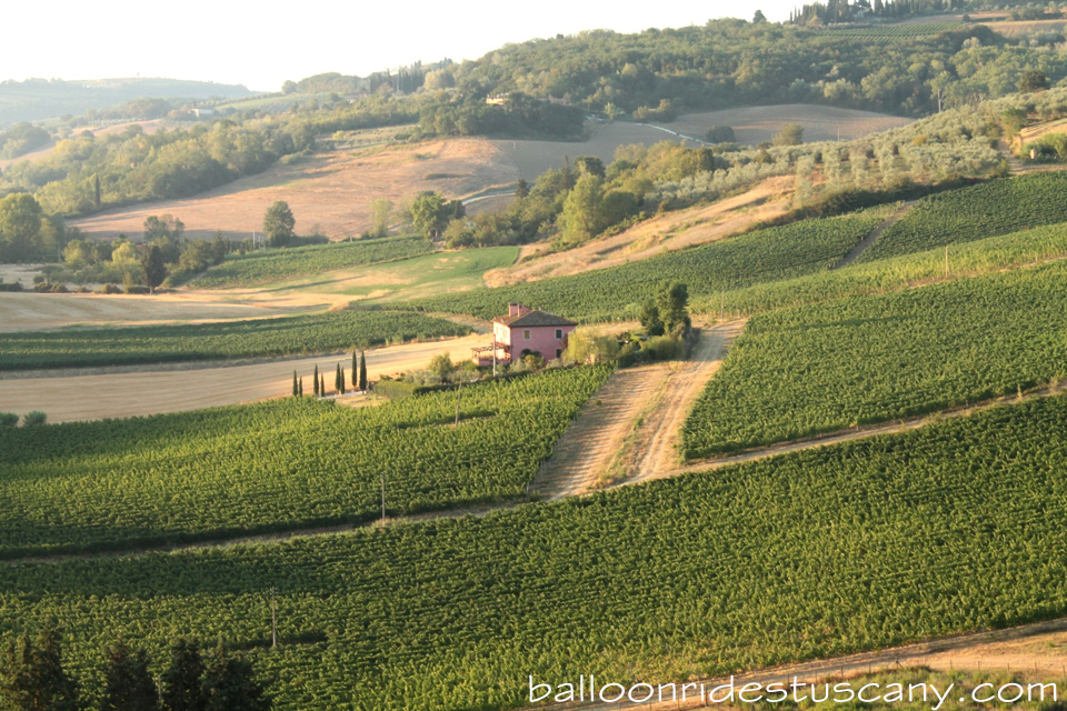 Chianti vineyards