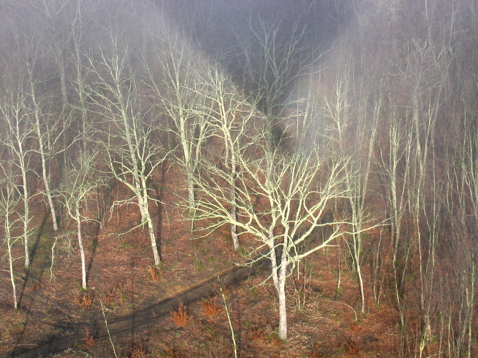 flying the balloon low over woods