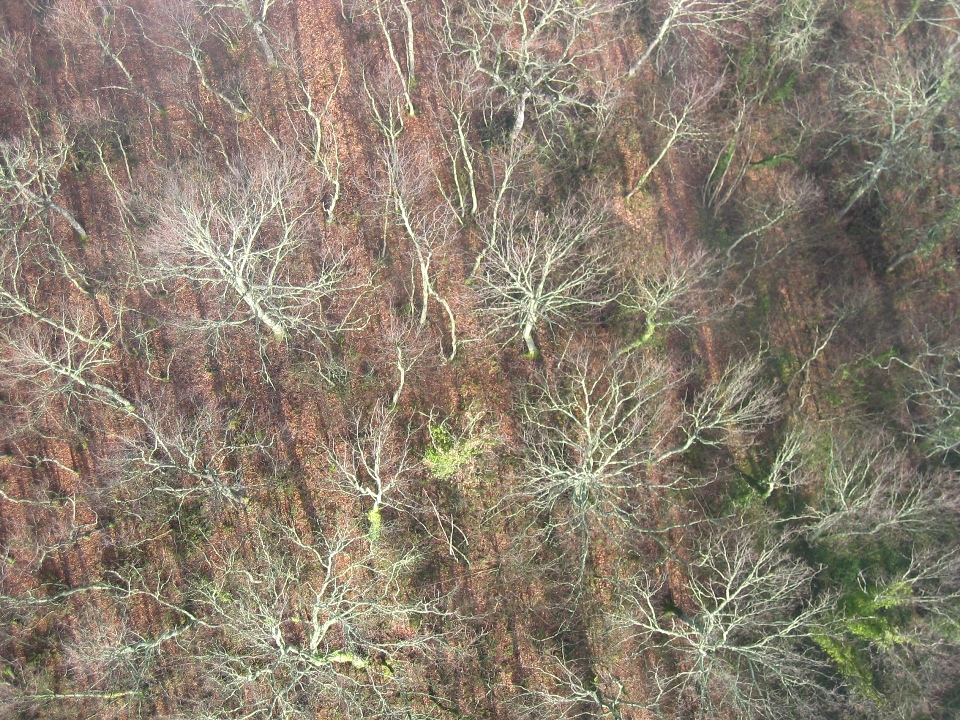 winter woods from the balloon