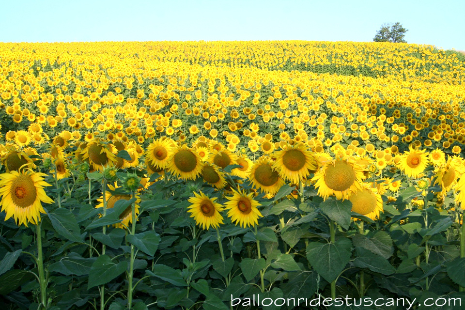 sunflowers