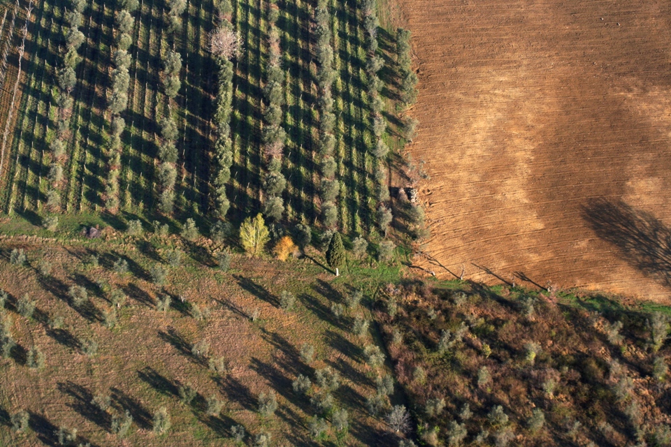 Olive grove and vines