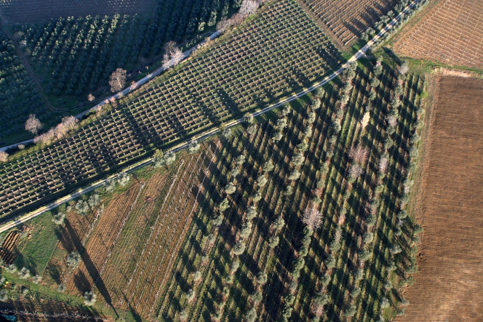 vineyards and olive trees