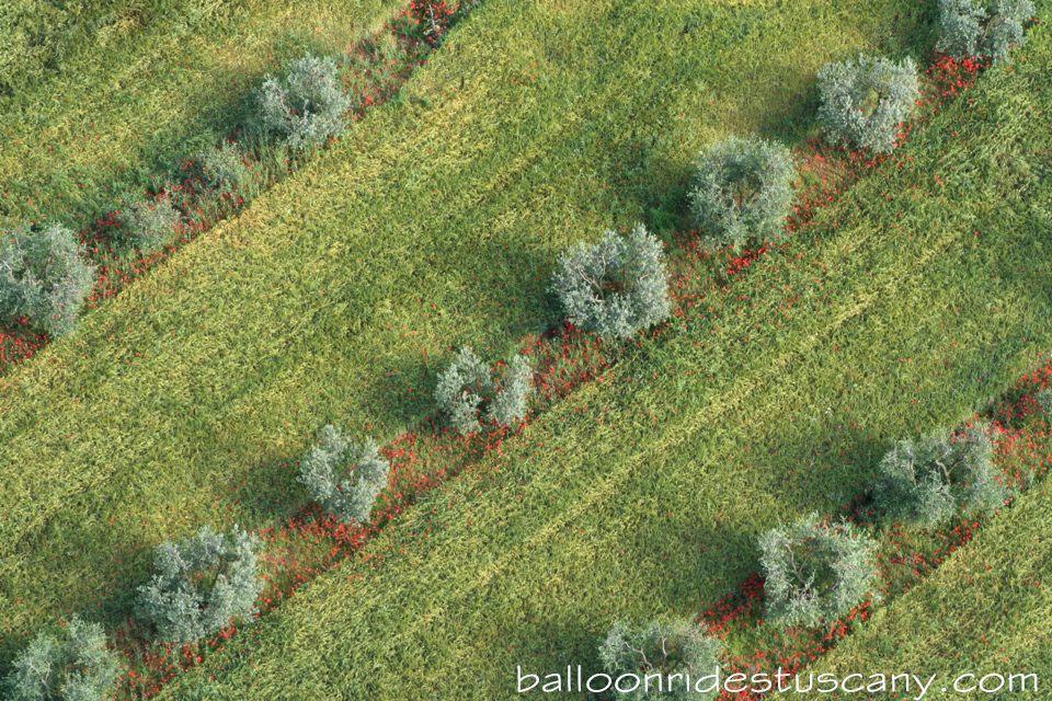 poppy's and olive trees from the balloon