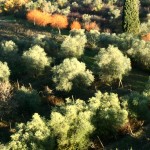 Olive trees and willows