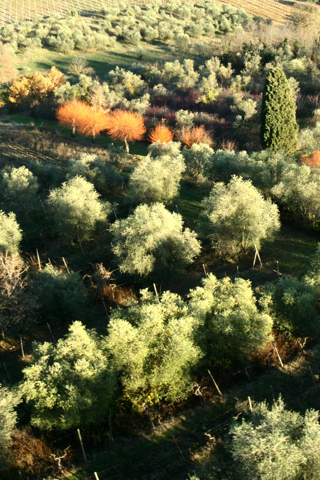 Olive trees and willows