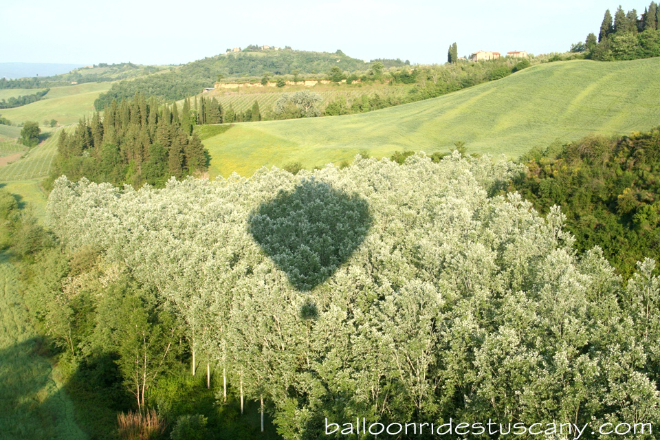 silver trees